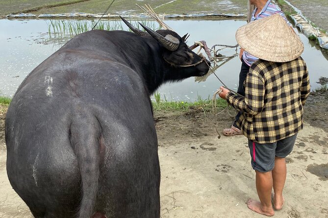 5-Hour Discovery Countryside by Cycling, Buffalo and Basket Boat - Tea, coconut jam, and a family visit