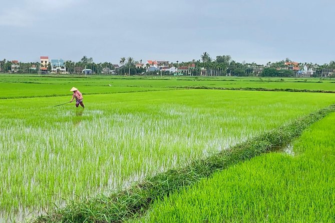 Buffalo Riding, Basket Boat Tour And Cooking Class - Starting at Hoi An’s local market