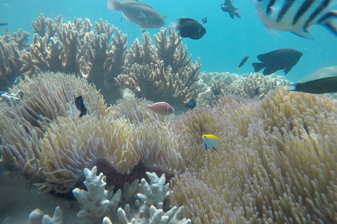 Cham Island Exploration Tour and Swimming with Local Guide - Key points to know before you book