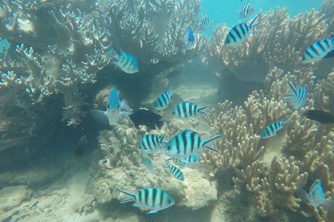 Cham Island Exploration Tour and Swimming with Local Guide - Reaching Cu Lao Cham from Hoi An