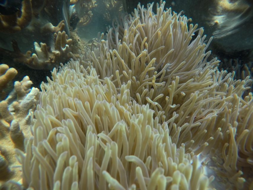 Cham Island: Underwater Walking & Snorkeling Tour - What the guides and safety setup add