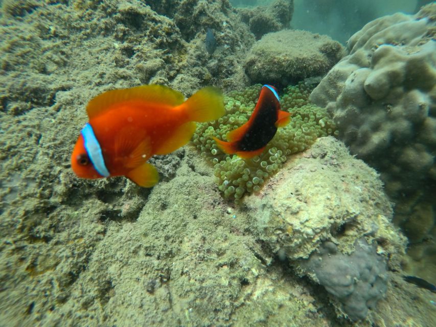 Cham Island: Underwater Walking & Snorkeling Tour - Practical advice for a smoother day