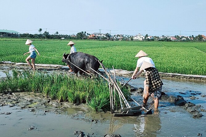 Cycling, Buffalo, Basket Boat ride in Hoi An - Food and the value of five hours