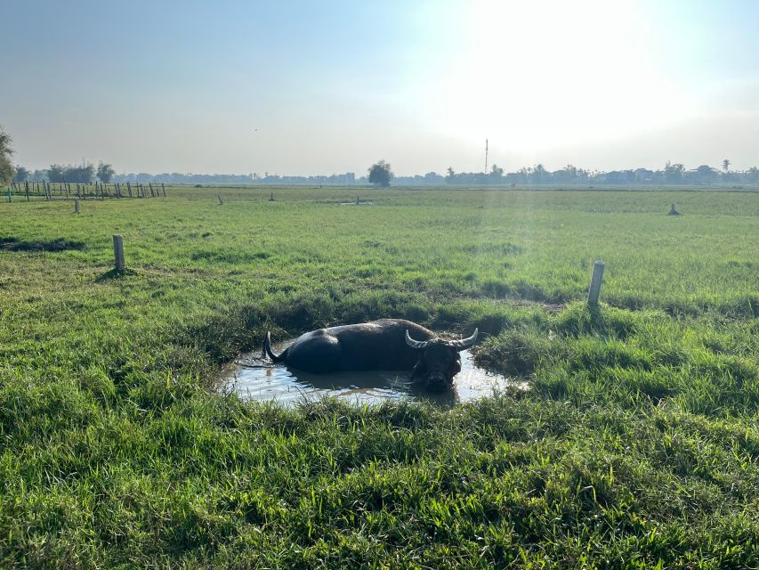 Funny day cycling, Buffalo riding and Basket boat - Getting close to a water buffalo