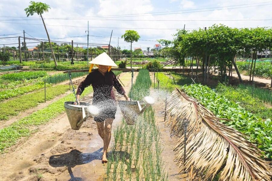 Hoi An: Authentic Cooking class in organic Herb Village - Cycling 20 minutes through Hoi An’s countryside