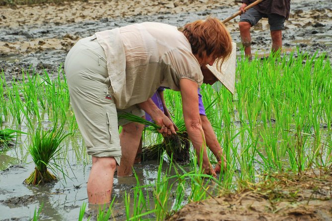 Hoi An Countrylife Tour Experience & Vietnamese Set Menu - Guides, group size, and the feel of the day