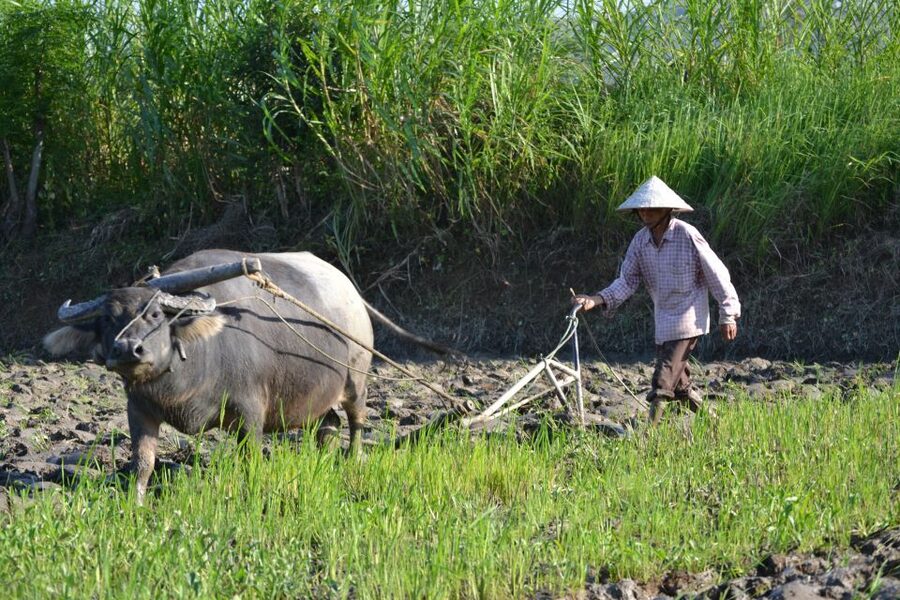 Hoi An Countryside Bicycle Tour : 25 Km Real Vietnam - Does the $44 price offer good value?