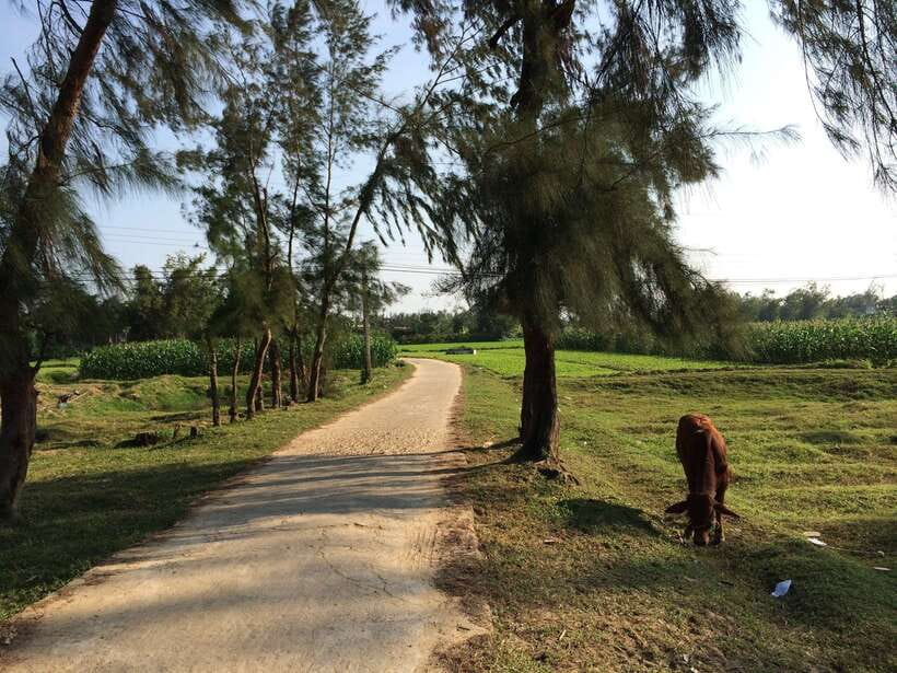 Hoi An: Countryside bike tour to Kim Bong village - Should you book the Kim Bong village bike tour?