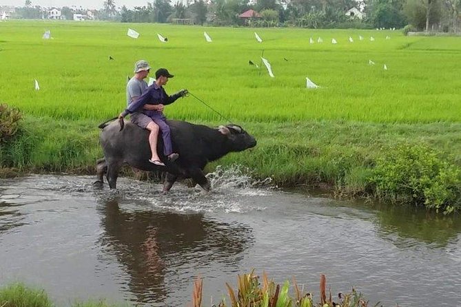 Hoi An Countryside - Buffalo Riding - Basket Boat Rowing - Meeting the water buffalo