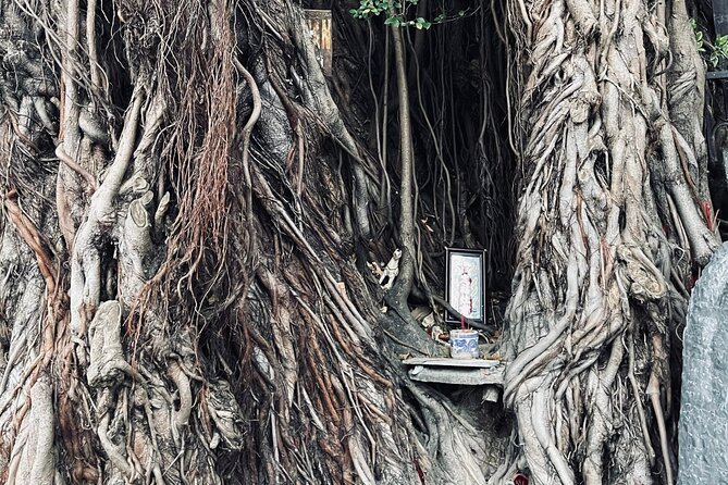 Hoi An Ghosts, Death, Mystery Unveiled - The 400-year-old tree and the first turn into the shadows