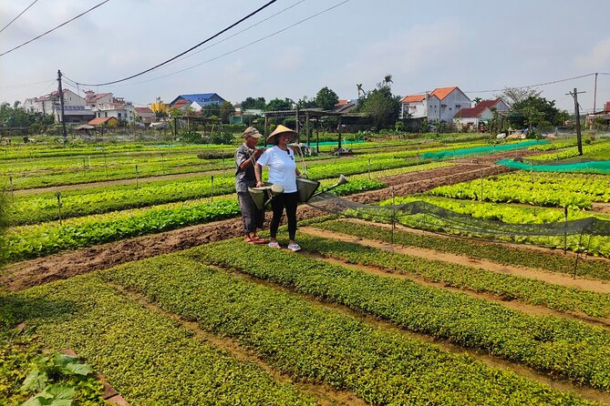Hoi An Half-Day Bicycle Tour: Visit Herb Village, Row Basket Boat - Leaving Hoi An by bicycle at 8 a.m.