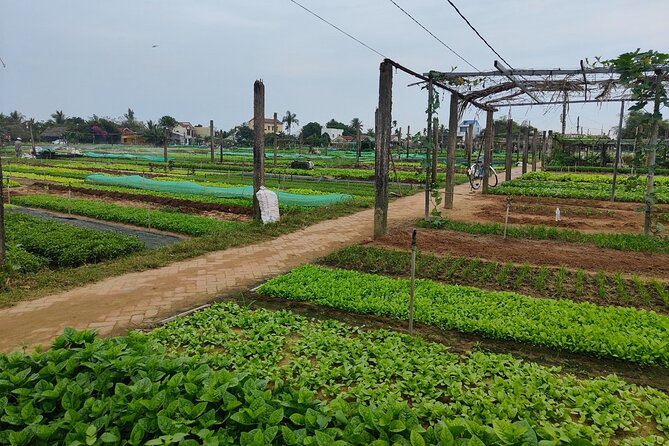 Hoi An Half-Day Bicycle Tour: Visit Herb Village, Row Basket Boat - Who will enjoy this morning most?