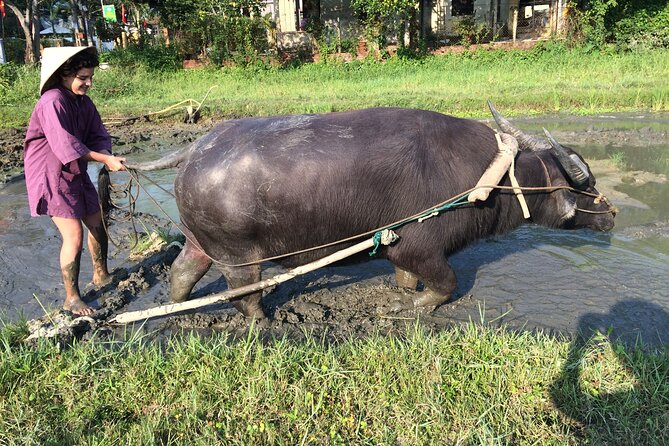 Hoi An Rice Farm Tour and Buffalo Riding with Local Home Meal - Who will enjoy this Hoi An farm morning