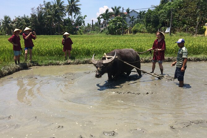 Hoi An Rice Farm Tour and Buffalo Riding with Local Home Meal - Practical planning for an 8:00 a.m. start