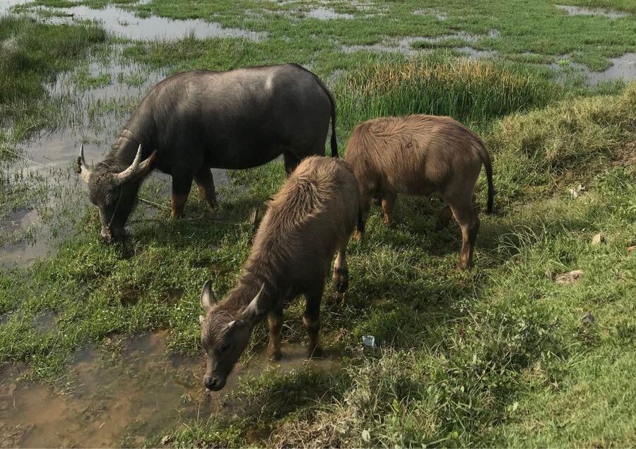 Hoi An: Rural Cycling Tour to Village with Basket Boat Ride - Rice fields, buffaloes, and the countryside