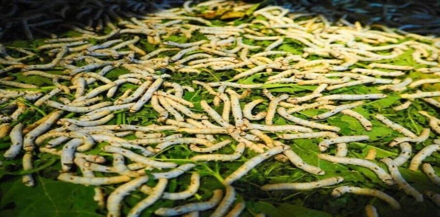 Hoi An: Silk Process, Lantern Making Workshop & Local Food - Making a Hoi An lantern by hand