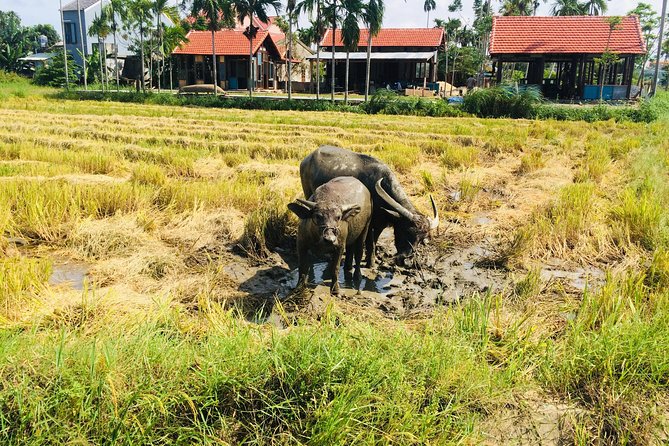 Riding Water Buffalo and Basket Boat Hoi An Private Bike Tour - What the private format changes