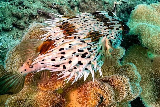 Scuba Diving Tour in Cham Island for certified divers or Beginners - Bai Chong Beach, seafood lunch, and island time