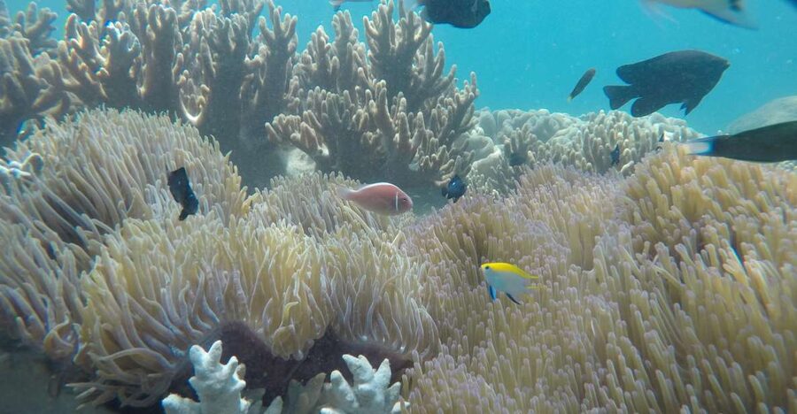 Snorkeling Cham Island: Snorkeling Tour by Speed Boat - Key points to know before booking