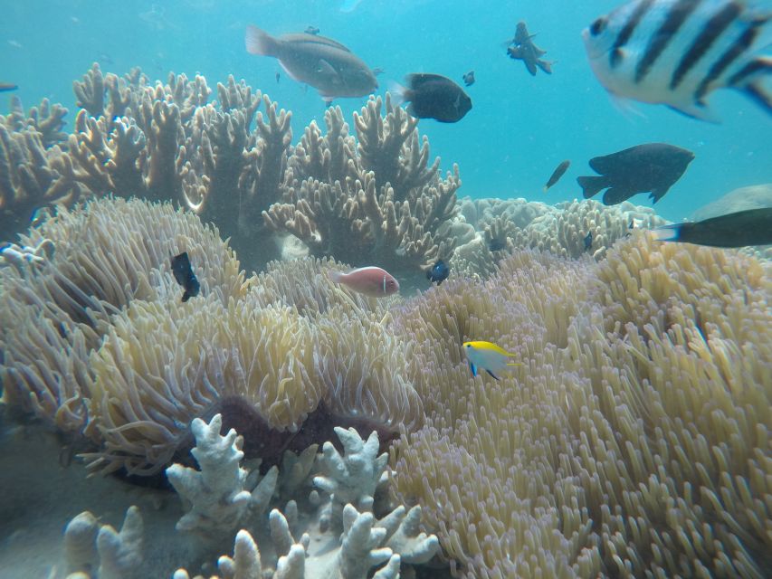 Snorkeling Cham Island: Snorkeling Tour by Speed Boat - Hon Nhon Beach and the first snorkeling session